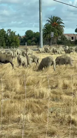 #successfullmk🙏 #blessedmk🙏 #viral #tiktokshop #fyp 