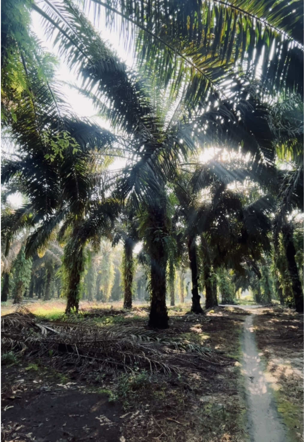 Morning person🌴 #fypage #fypシ゚ #storysawit #sawit #palmoil 