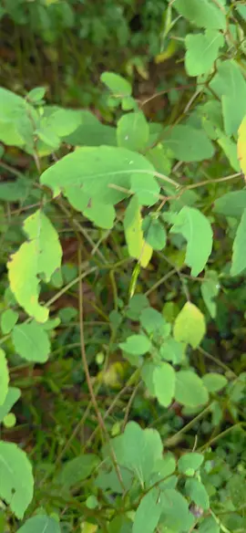 Saturday night doings include cold beer and touch-me-nots by the creek. Popping these little seed pods is SOooOoo satisfying.   Touch-me-not is also known as jewelweed and is used as a remedy for poison ivy 🩷 My dad calls it water weed because it grows on creekbanks. He swears by crushing the leaves and mixing them with condensed milk and applying to poison ivy rash. These are one of my favorite little wild plants. I could pop these things for HOURS 