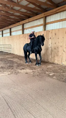 IVAN, Nothing like “The Charge” #Friesian #FriesianHorse #FriesianStallion #Stallion
