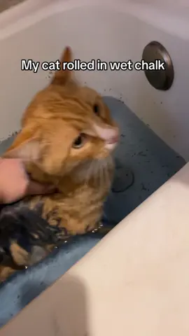 If anyone is wondering what’s in the water it’s catnip I was hoping it would calm him down more #cat #catgrooming #catbathing #wetcat #fyp 