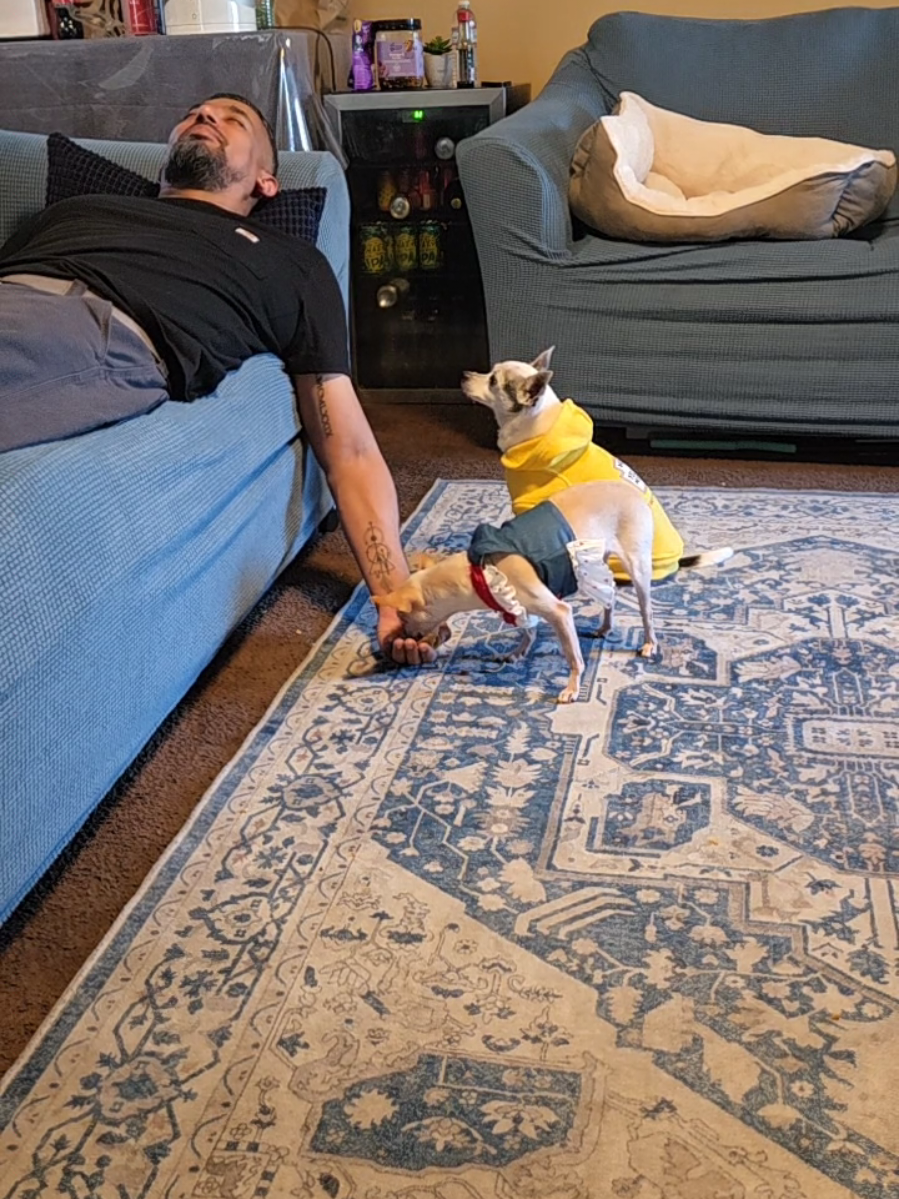 Pretending to fall asleep with food in my hand to see my Chihuahuas reaction 😂 