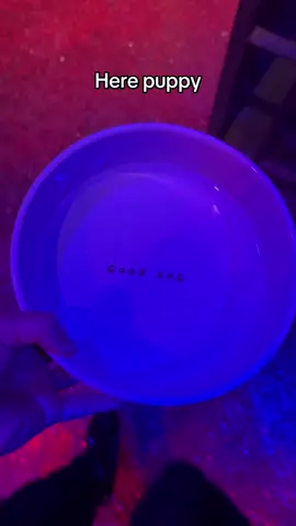 Here you go puppy #puppy #dogtrainer #DogTraining #meangirls 