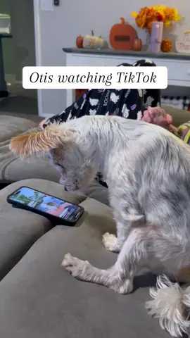 Otis loves watching TikTok #furbaby #partiyorkie #helovestiktoks #dogs #dogsontiktoc 