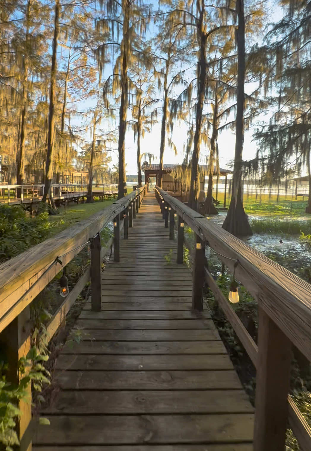 Caddo lake. My favorite place to be. What a beautiful creation God gave us to enjoy. #caddolake #uncertaintx #cypruss 