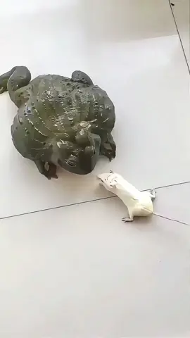 自己飼養的小白就這樣被蛤蟆吃了，氣哭了 🤣 # 人類幼崽迷惑行為大賞#牛蛙#原諒我不厚道的笑了#人類幼崽與動物搞笑視頻#神奇動物在tiktok