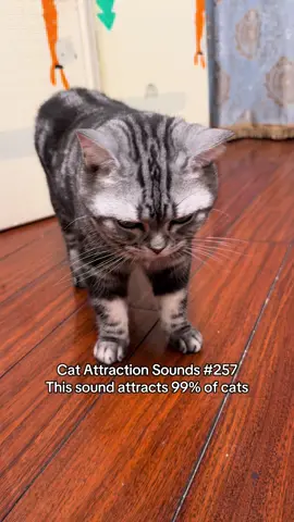 Did your cat react to this sound?😺🎵 #catsoftiktok #catsounds #catsong #meow #catcalling 