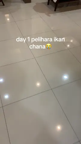 semalam baru beli paginya di cek udah ga ada 😭 #day1 #chana #t 