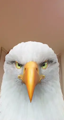 The Eagle! #smiles #fyp #viral 