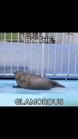 not changing by the glamorous seals #seal #sealtok #fergie #glamorous #edit
