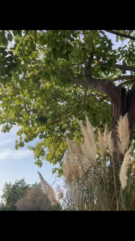 #naturaleza #fotosanimadas #parati #fyp #viral 