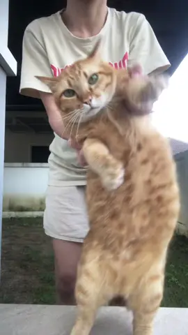 ส่ายเอวยามเช้า❤️ #futofamily #catsoftiktok  #แมวส้ม #สวนสัตว์tiktok  