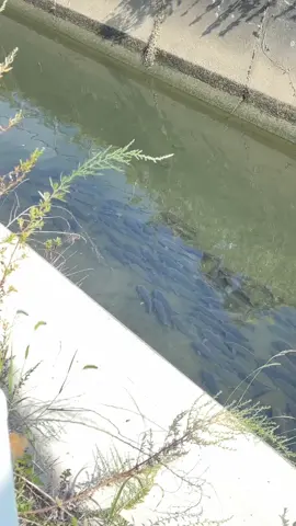 Iwak e sak rt#jepang #ikanjepang#kehidupanjepang #kenshuseijapan🇮🇩🇯🇵🎌fyp #mentahanvideo 