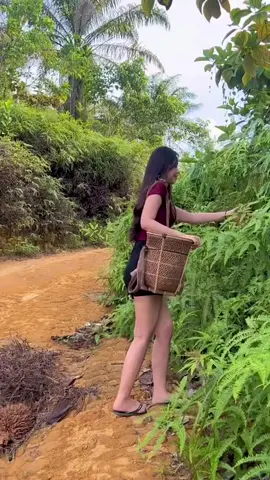 Pakis Muda #fyp #dayak #tenggrong 