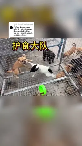 Trả lời @𝑻𝒓𝒂̀ 𝒄𝒉𝒂𝒏𝒉🐰 Chỉnh đốn lại chó nhà và thành lập đội “Giữ Đồ Ăn” #xuhuong #huanluyencho #vuacho #yeudongvat 