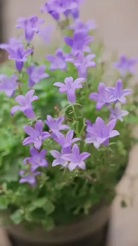 We are not selling products to you, but take natural beautiful things and happy life to you! Enjoy the nature together! #3hlink #Lavender #palmleaves #driedflowers #3hlinkflower #preservedflower #bohodecor #pampasgrass #hydrangea #homedecor #weddingdecoration #babybreath #handmadecrafts #hoteldecor #luxurydecor #flowerbouquet #flowerboxes #flowerbouquets #hydrangeas #christmasdecor #christmasflowers #preservedtree #witchbroom #christmas #driedflowerwholesale #cassiacinnamon #amarantus #willowbranch #minihaybales #decorhaybales 