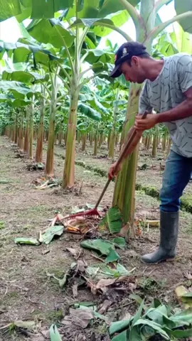 #dashainvibes #modernagriculturetech  #creatorsearchinsights #modernfarmingtechnology #Beautiful_nature_❤️🥀 