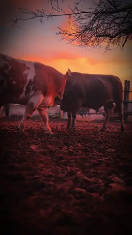 De ti depende 🫵🏻🤠 #motivacion #reflexion #metas #sueños #ganaderia 