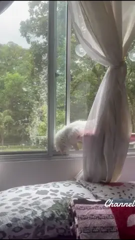 #amordegatos❤️🐕❤️ #gjakova #halloween #igy6 #hks 