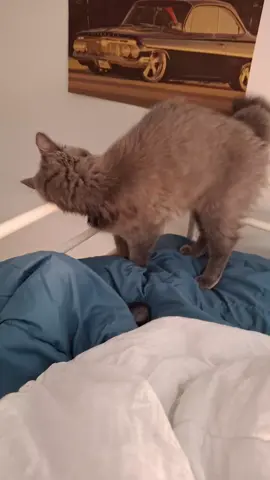 #funny #tiktok #cats #Love #cute 