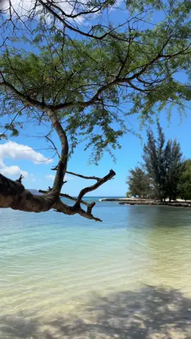FIBI 🤷🏻‍♀️ #FIBI #traveltok #foryoupage #hawaiitiktok #oahu 