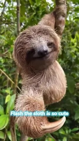 Flash the Sloth is so cute.#sloth #funnyanimals #funnymoments 