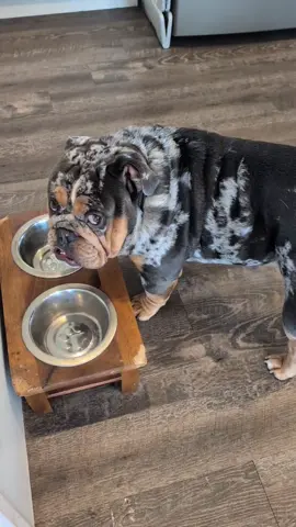 When the waiter can’t take a hint… #resturantlife #englishbulldog #fyp #bulldog #dogsoftiktok 