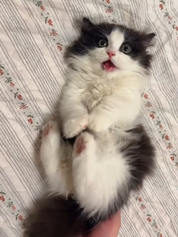 What are you doing to kitty? #kittentok #tinypaws #littlelion #felinelife #foryou 