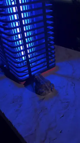 Smart little frog! 🐸 he patiently waits for the light to be turned on.  It does this almost every evening! 
