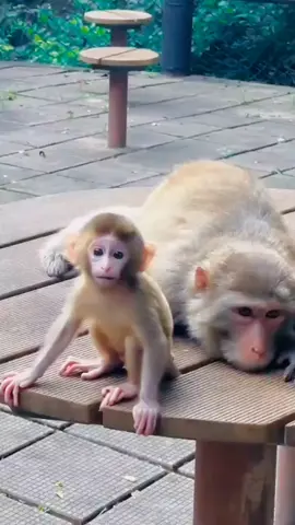 Lindos 🙊 #monos #amimals #fyp #paratii 