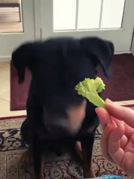Dogs who hate vegetables. 🐶😂😂#dog #funny #dogsoftiktok #funnyvideos #tiktok 