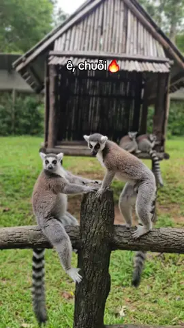 Chuỗi đê🔥 #VinWonders #GreenCreator #dulich #vinpearlsafariphuquoc  #chuoi 