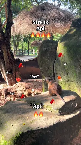 #8tzlqsw #VinWonders #GreenCreator #dulich #streak🔥 