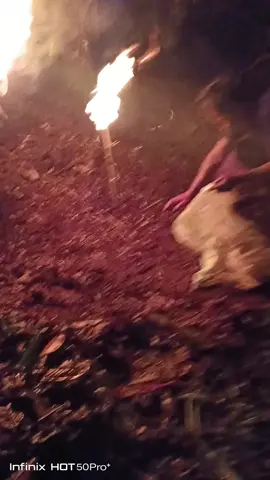 #ukuy  #flypシ  #naturaleza  #hormigas  #videoviral 