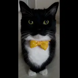 CONDENADO - JOSE JOSÉ  #condenado #josejose #gatos #michis #musica 