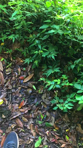 Pesona keindahan Bulu Dua Dari puncak massimpolonge🌈