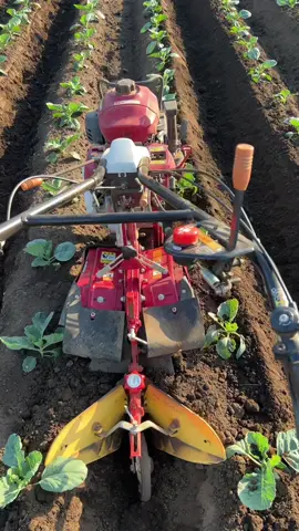 คันริกิ#คนไทยในต่างแดน 