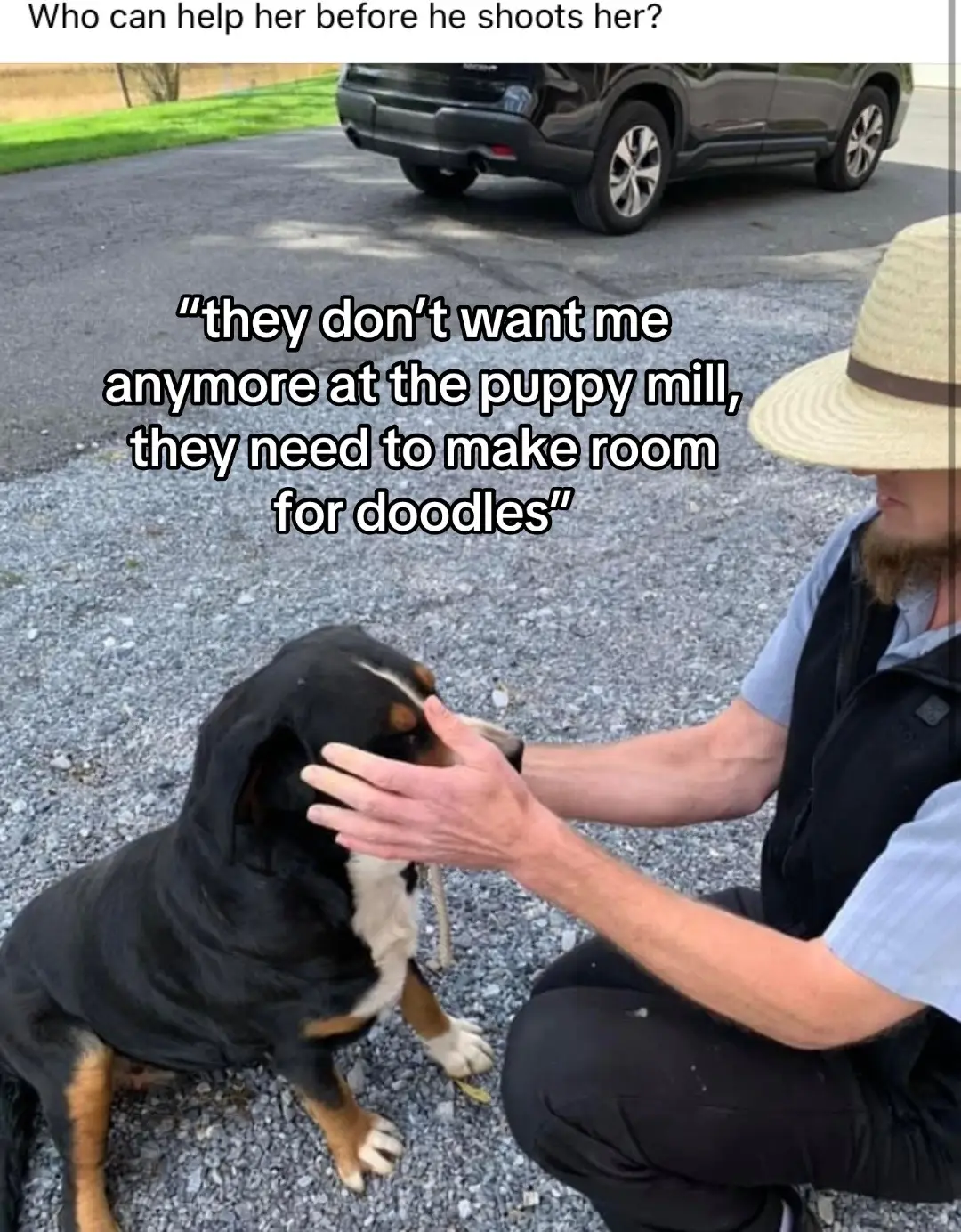 Belle is truly the kindest soul #foster #fosterdogs #adoptorshopresponsibly 