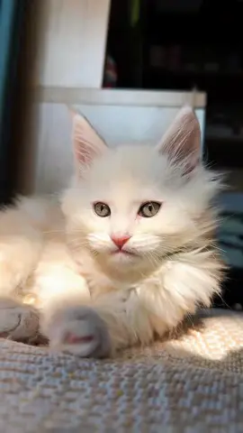 Hi there! I run a small cattery in Malaysia and we’ve got some adorable Maine Coon kittens ready for new homes. We have both male and female Mainecoon kittens for rehoming . Message me if interested in getting one .#cat #cute #mainecoonsoftiktok #mainecoonkitten #mainecooncat #malaysia #catloversoftiktok #foryoupage 