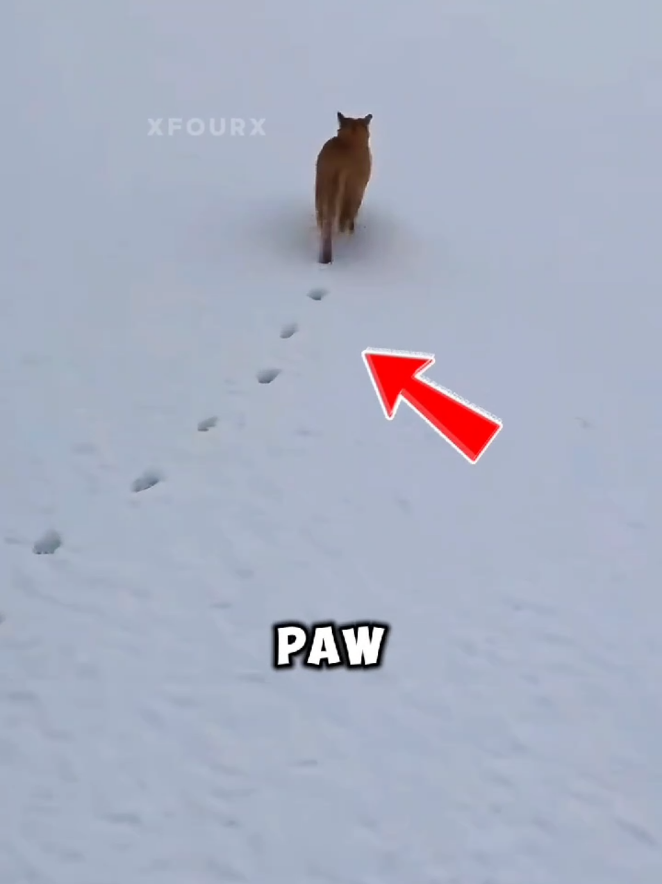 Cat Paw Print MYSTERY Finally Solved! #Science #facts #amazingfacts #DidYouKnow #viralvideo 