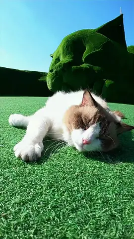 Do you want to come to this cat paradise? #animals #Foryou #Friendship #Us#cat
