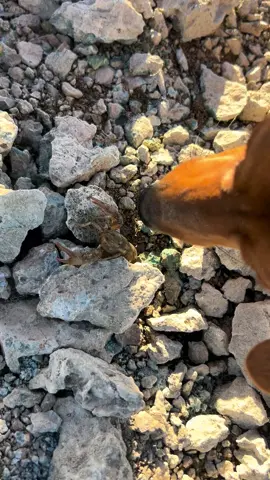 No animals were harmed in the making of this video lol #offgridliving #survival #dogsoftiktok #desertlife #lakelife 