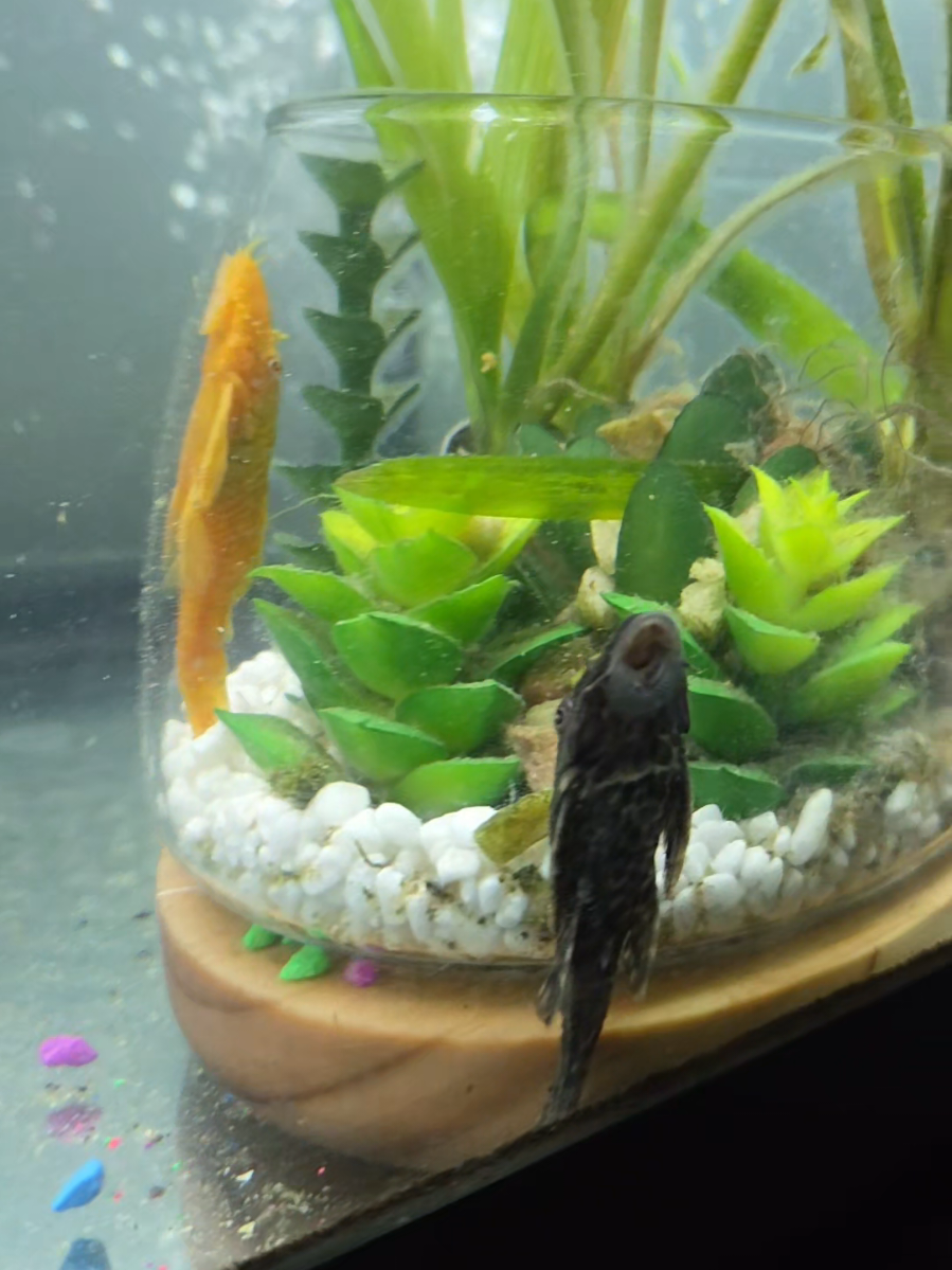#Minnow #Pleco #Crawfish #Guppy #FishTank 