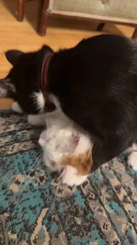 I don’t know why she hates when her mother cleans her 😂😂 #PetsOfTikTok 