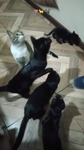 #funnyvideos #gatos #piñata #fiesta #paratiiiiiiiiiiiiiiiiiiiiiiiiiiiiiii 