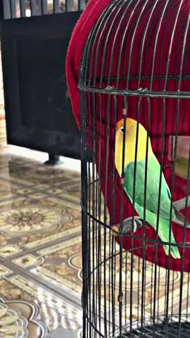 😍😍😍😍😍#lovebirds #lovebirdfighter #lovebirdmania #lovebirdkonslet #fyp 