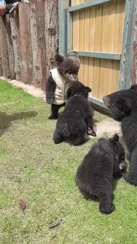 Adorable little bear ❤️ #bears #animallover #wildlife #rescueanimals #fbreels 
