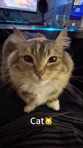 Cat or rabbit? #catsoftiktok 