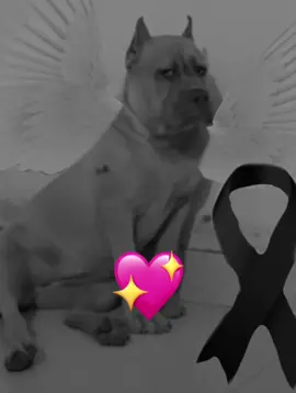 Descansa en paz calzoski #calzoski #descansaenpaz #wizyfn30hz #fypシ #popularvideo 