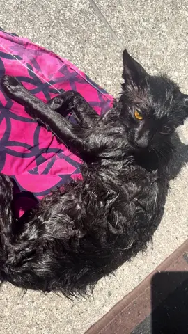 que gata é essa engraçada 